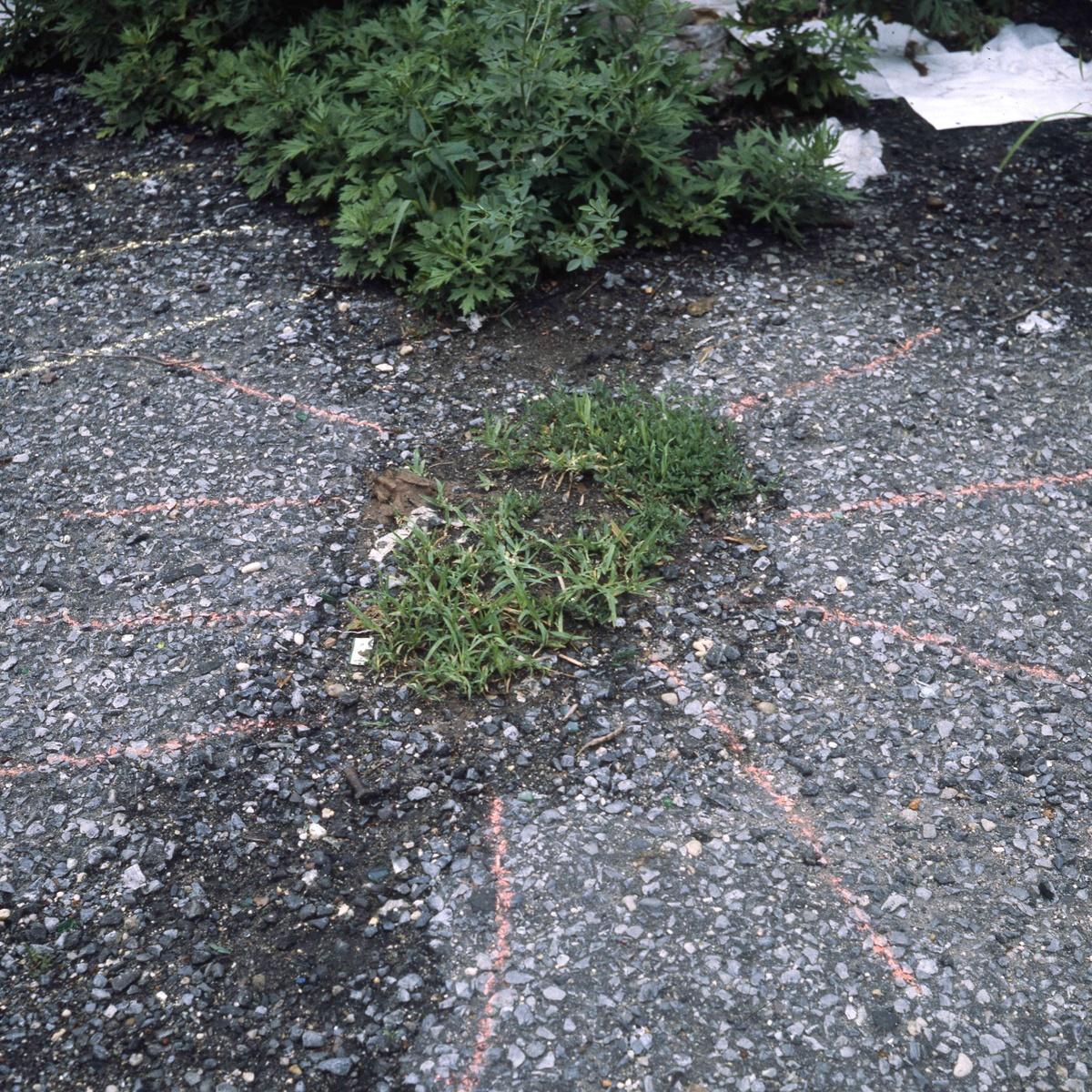 Salmon colored sunray-like chalk lines radiate from a small patch of grass pushing through neglected asphalt.