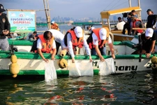 Thumbnail: One Hundred Twenty-Five Thousand Tilapia Fingerlings Released into Laguna de Bay
