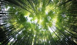 The “bamboo ceiling” at Goldman Sachs, JPMorgan, Morgan Stanley and Bank of America