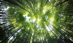 The “bamboo ceiling” at Goldman Sachs, JPMorgan, Morgan Stanley and Bank of America
