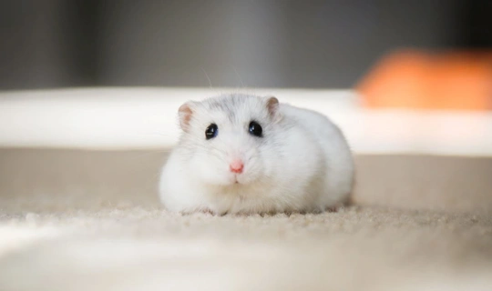 Hong Kong bankers want to move to Singapore after hamster cull