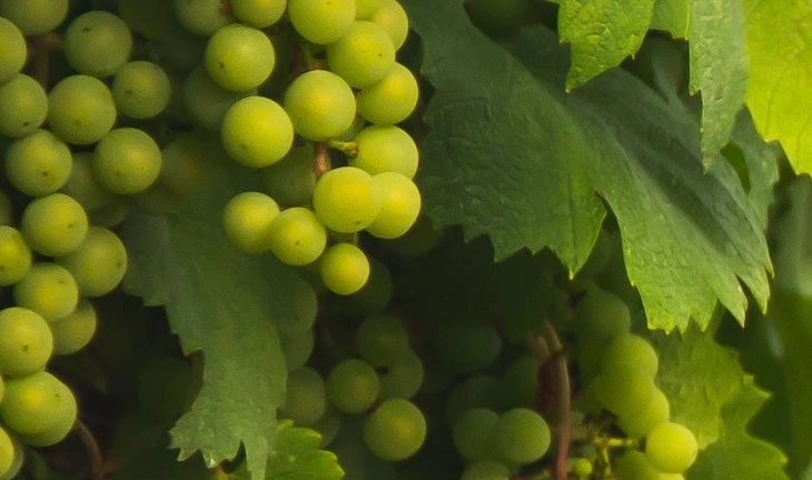 Hedge fund manager who quit for his vineyard joins Nomura