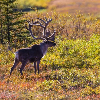 tourhub | Collette | Alaska: America's Last Frontier  