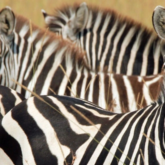 Kenya Grand Safari