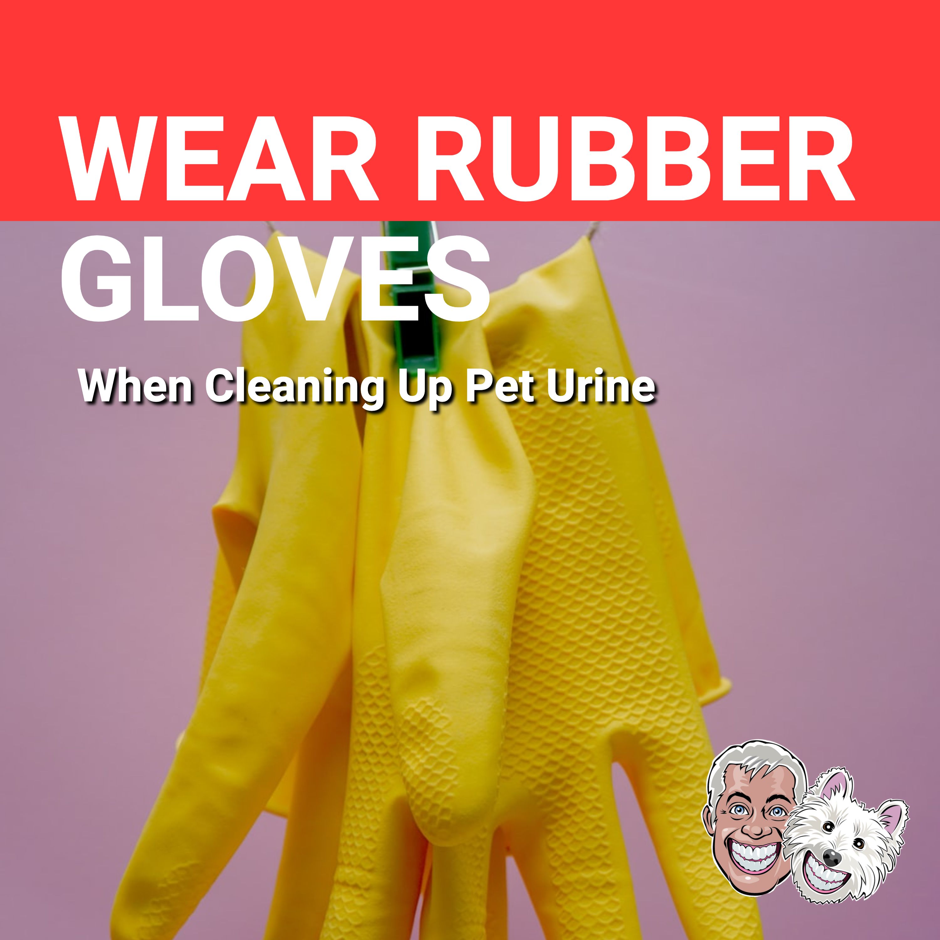 Wear rubber gloves to clean up pet urine odor