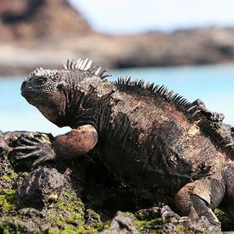 tourhub | Travelsphere | Galapagos Island Hopping 