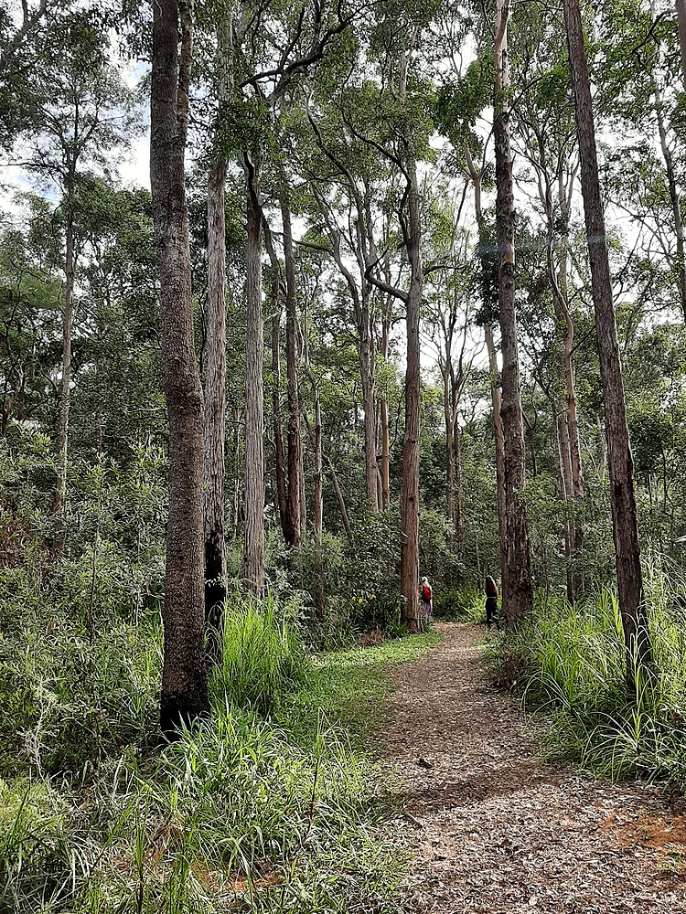 Mountain Creek trail