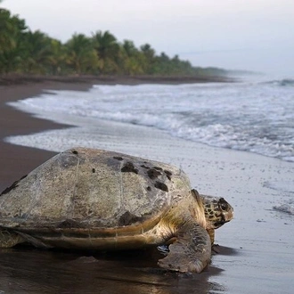 tourhub | Destiny Travel Costa Rica | 3-Day Tour in Tortuguero National Park with Pick Up 