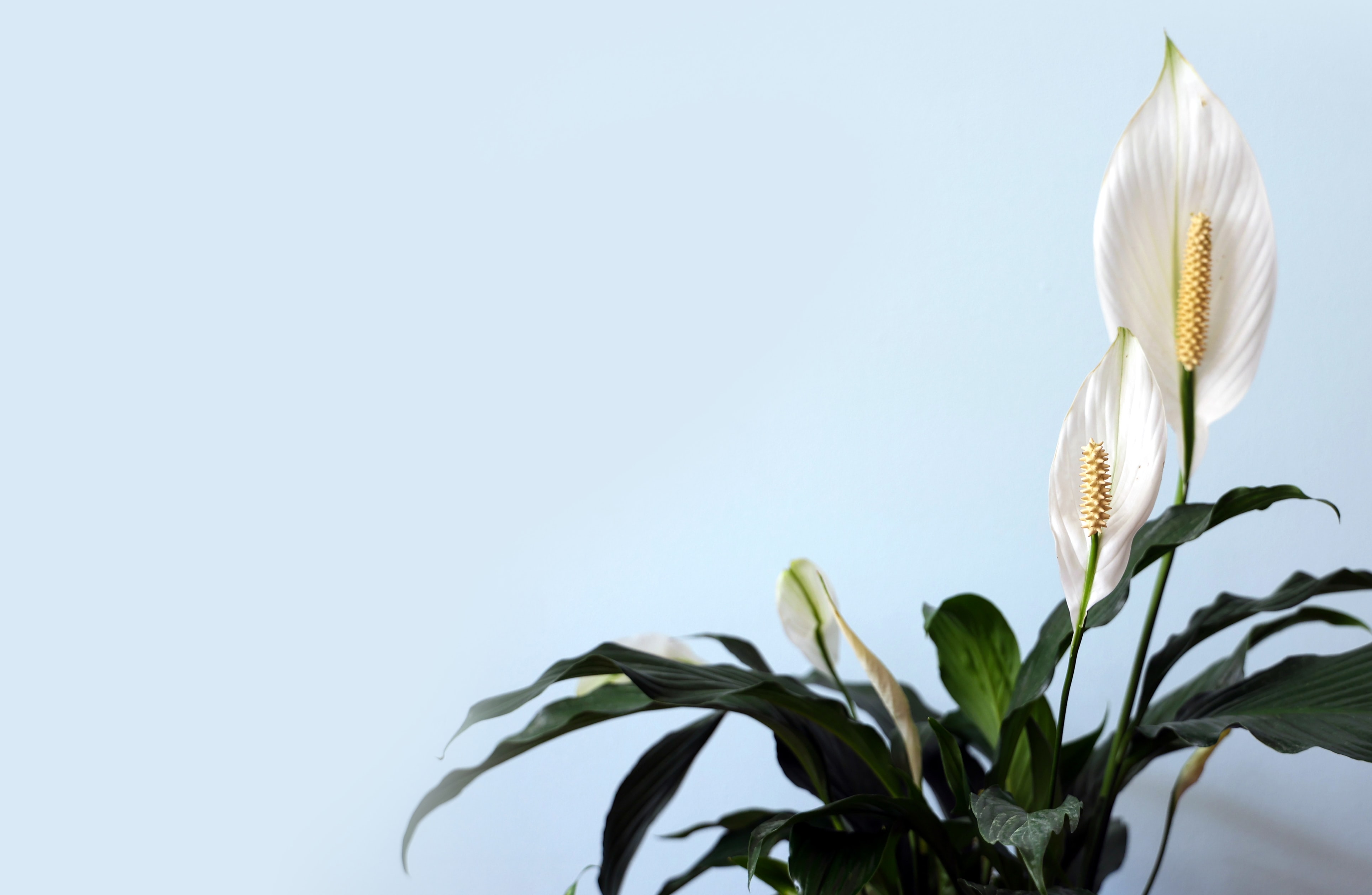 peace lily as one of the beginner indoor plants