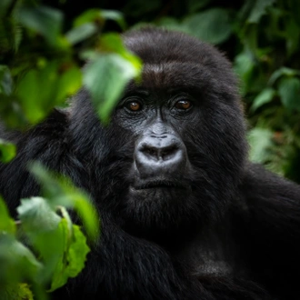 tourhub | GoExplore Safaris | Ultimate Gorilla Trekking Safari 