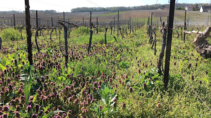Représentation de la formation : Identifier les plantes Bio-indicatrices en vigne pour Mieux comprendre le fonctionnement de son sol