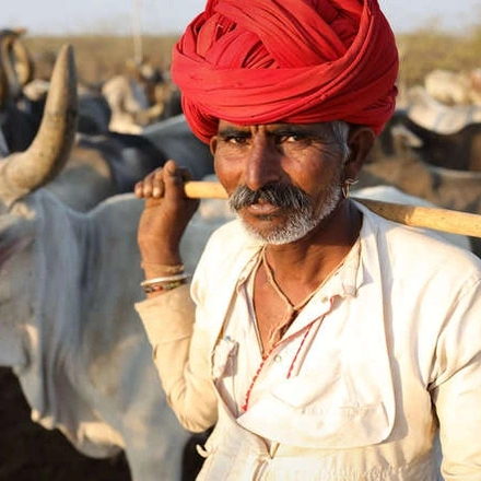 India In Slow Motion (Chandrabhaga Cattle Fair)