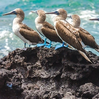 tourhub | Globus | Independent Galapagos at the Finch Bay Resort with Ecuador's Amazon 