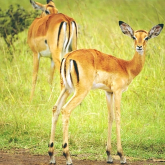 tourhub | Widerange African Safaris | 2 days Tanzania  Camping Group Sharing safari package 