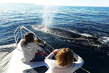 Whale Watching