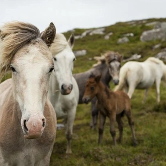 tourhub | Spirit Journeys Worldwide | Cycling the Hebridean Way - Self Guide Cycle Tour 