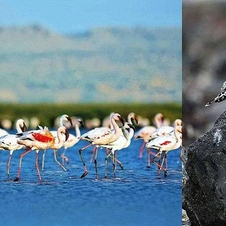 tourhub | Gracepatt Ecotours Kenya | 5 Days Lake Nakuru, Lake Elementaita & Masai Mara Wildlife Safari 