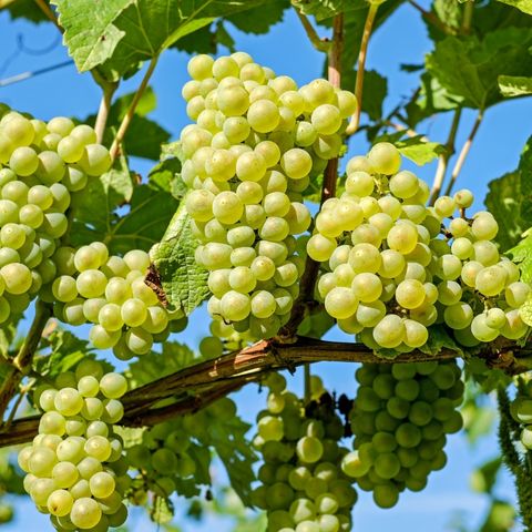 Why You Should Be Eating More Grapes! - Homegrown Organic Farms