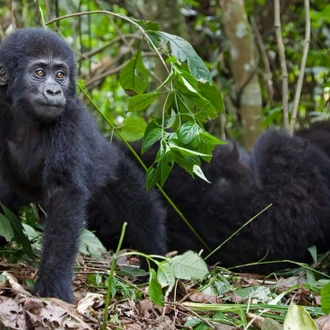 tourhub | Intrepid Travel | Gorillas & Game Parks 