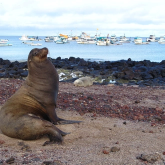 tourhub | Ecuador Galapagos Travels | 14 Days in Ecuador Highlights Amazon and Galapagos Islands 