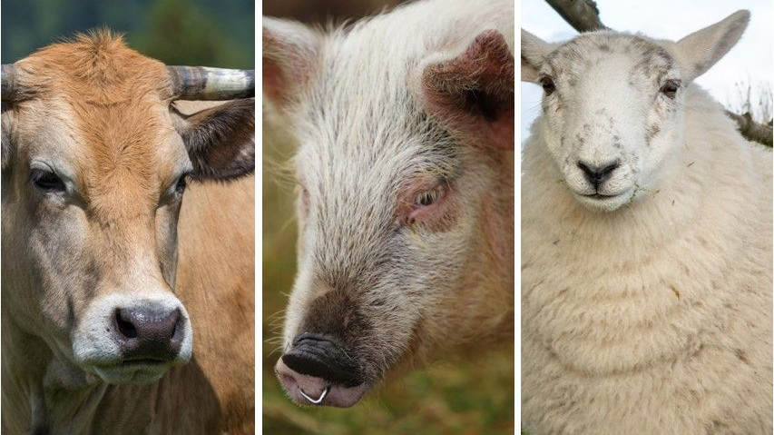 Training representation : Opérateur en protection animale en
abattoir espèces bovine, ovine et porcine