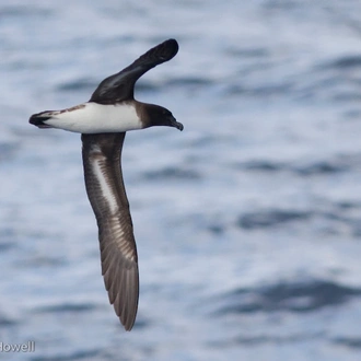 tourhub | Heritage Expeditions | Seabirds & Cetaceans of Australasia 