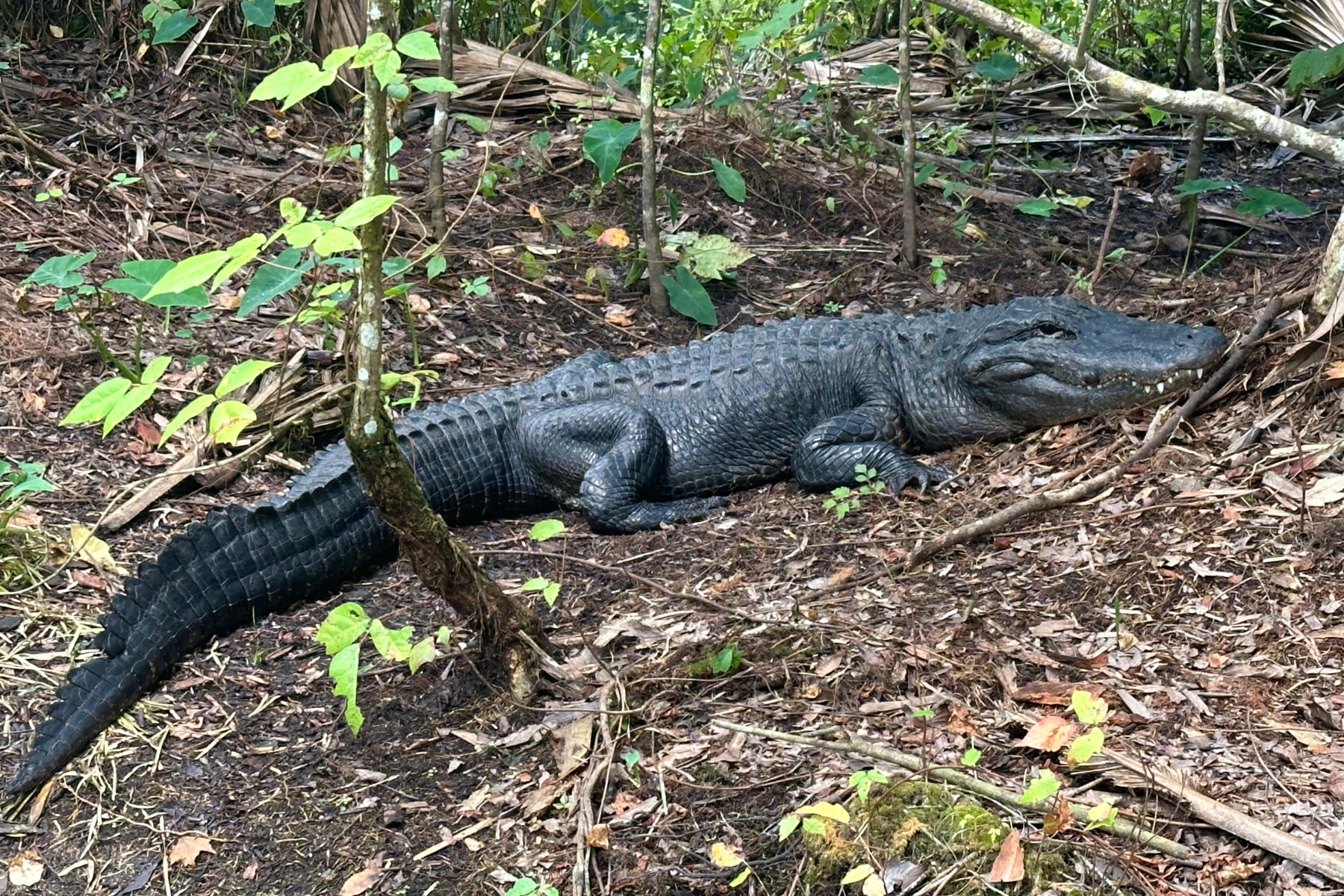 Clear Kayak Gator Tour at Silver Springs