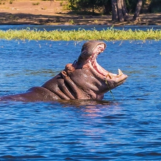 tourhub | Intrepid Travel | Chobe National Park Short Break 