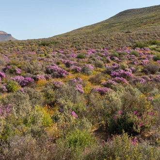 tourhub | Brightwater Holidays | Spring Flowers of Namaqualand 7951 