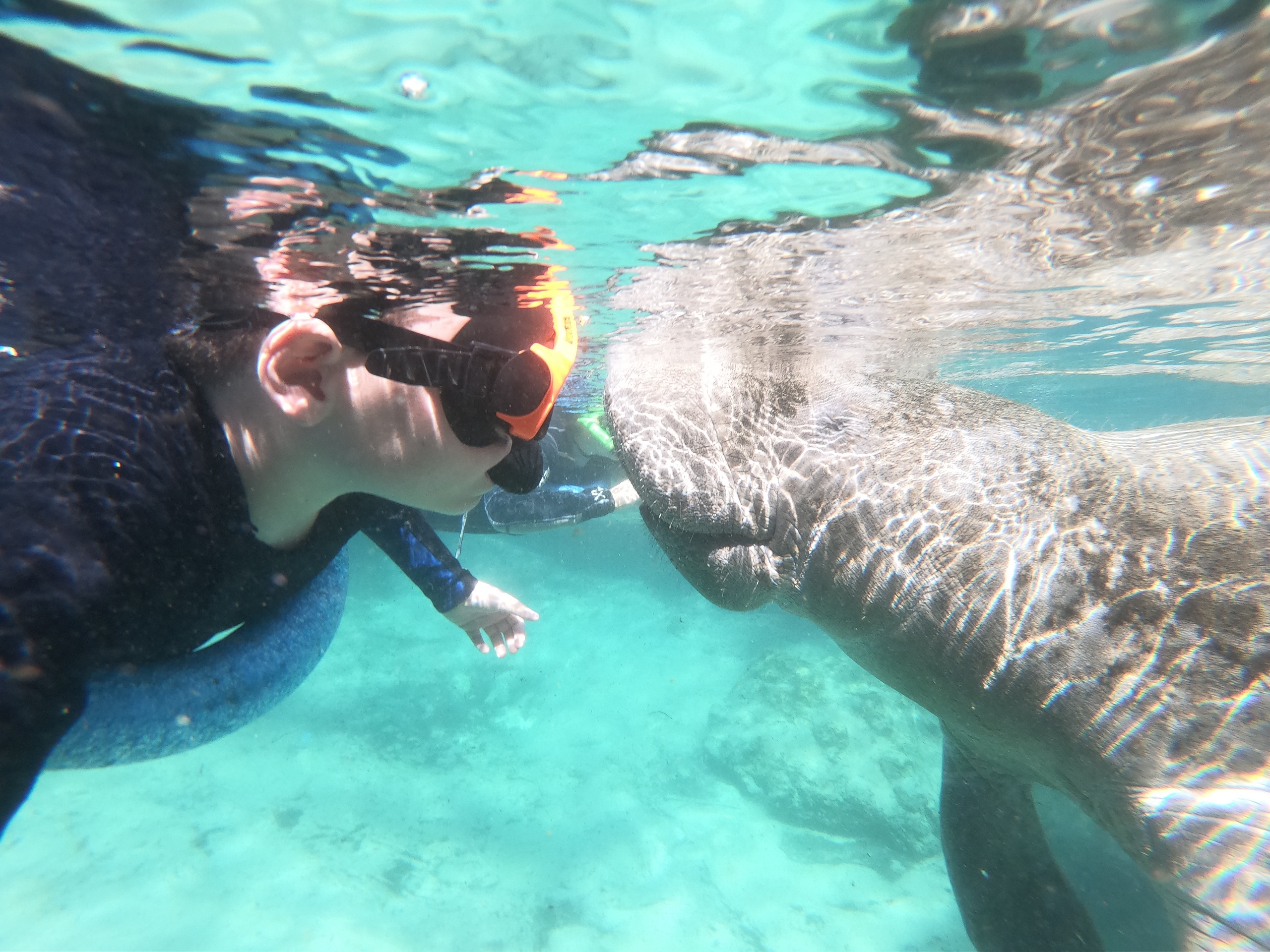 Private Manatee Snorkeling Tour with in-water Photographer