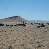'Ain el-Ourak, Vichy Labor Camp, Goat Herd Near Camp ('Ain el-Ourak, Morocco, 2010)