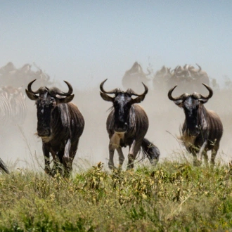 tourhub | Beach and Safari Holidays | Tanzania's Photographic Safari: Capturing Wildlife Wonders 