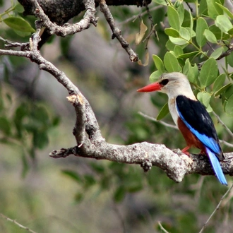 tourhub | Finot Tour and Safari Ethiopia | Bird Watching 13 Days Tour Package 