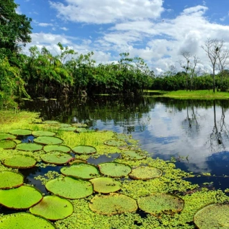 tourhub | Ecuador Galapagos Travels | 4-Day Amazon Eco-Adventure: Thrills In the Rainforest Of Iquitos 