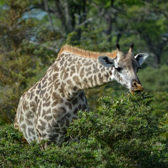 tourhub | Beach and Safari Holidays | Tanzania's Photographic Safari: Capturing Wildlife Wonders 