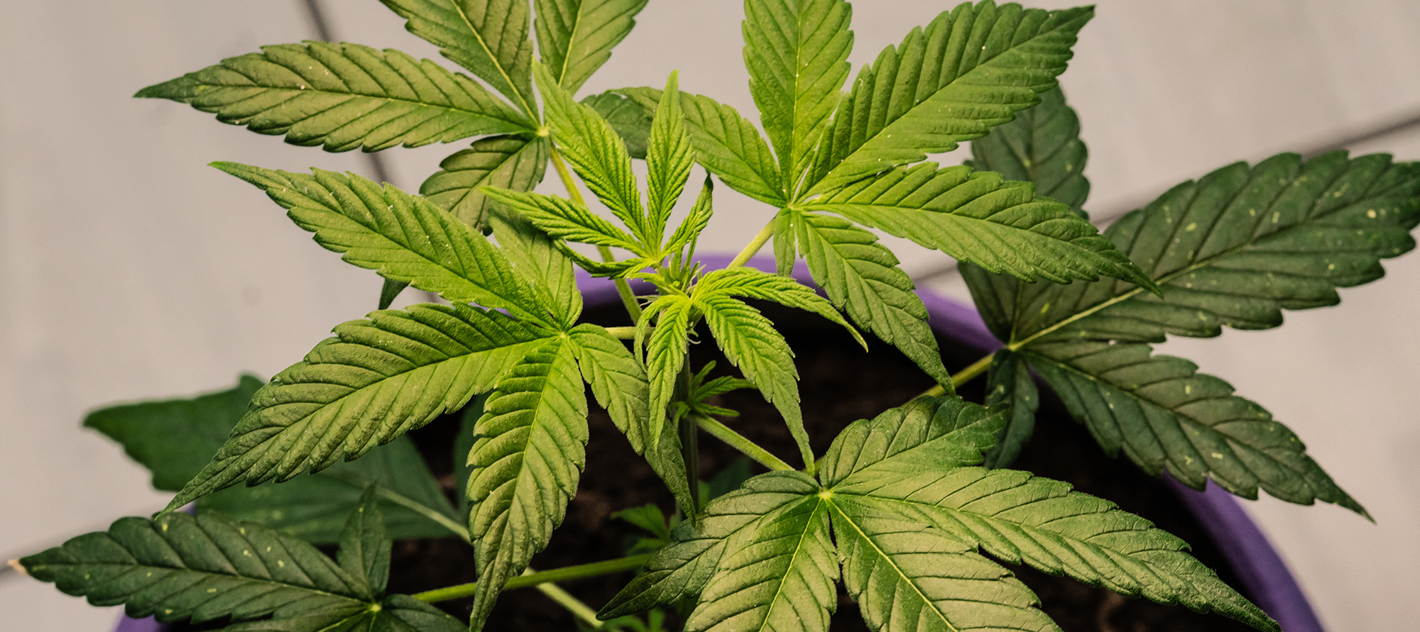 Cannabis vegetative phase (3-15 weeks)