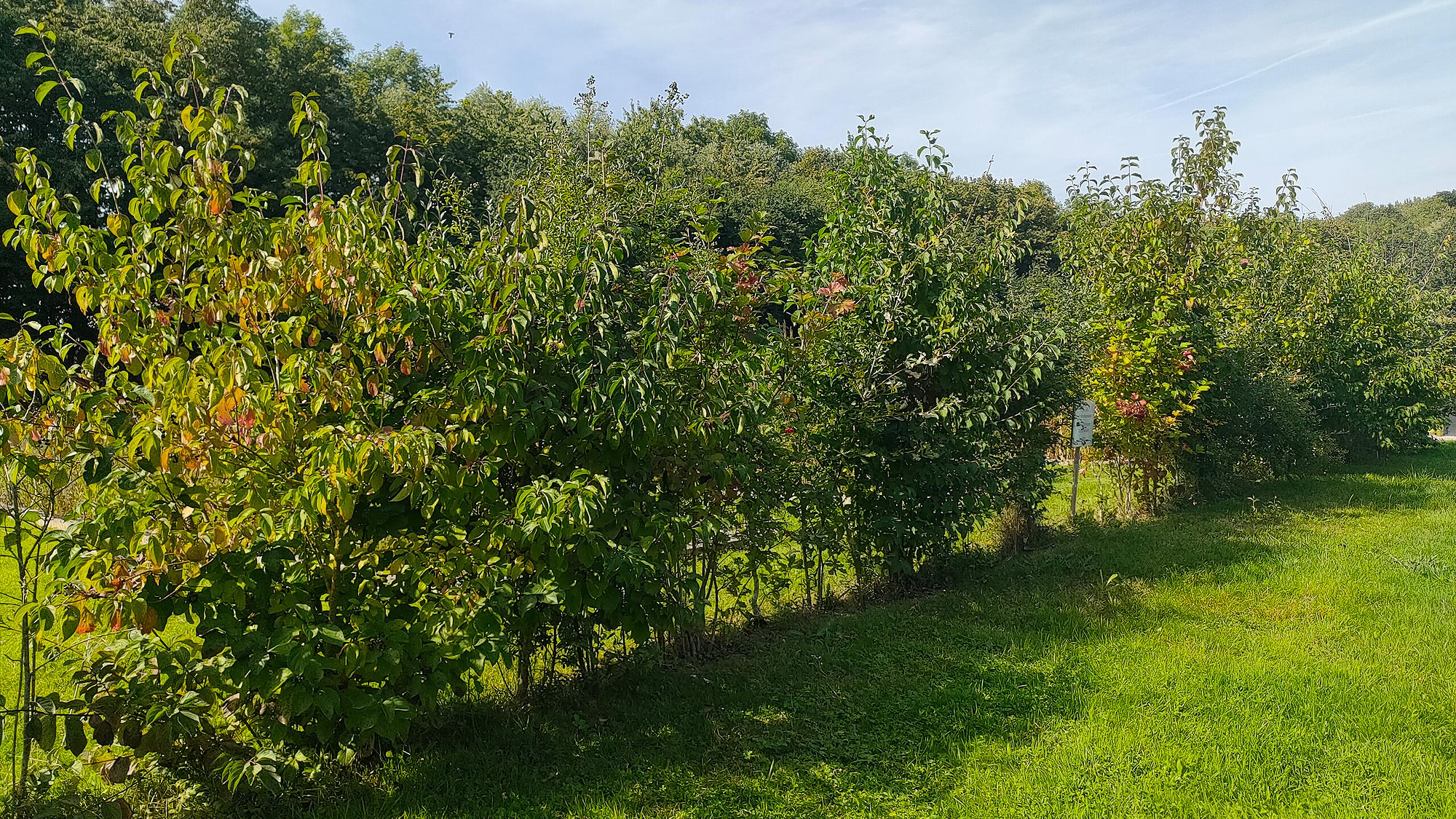 Représentation de la formation : Végétaliser avec des Arbres et Arbustes Locaux