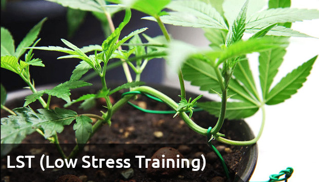 Low Stress Training Step-by-Step