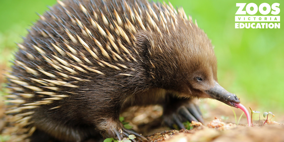 Nature Play the Wurundjeri Way (Early Childhood) 2021, Hosted online ...