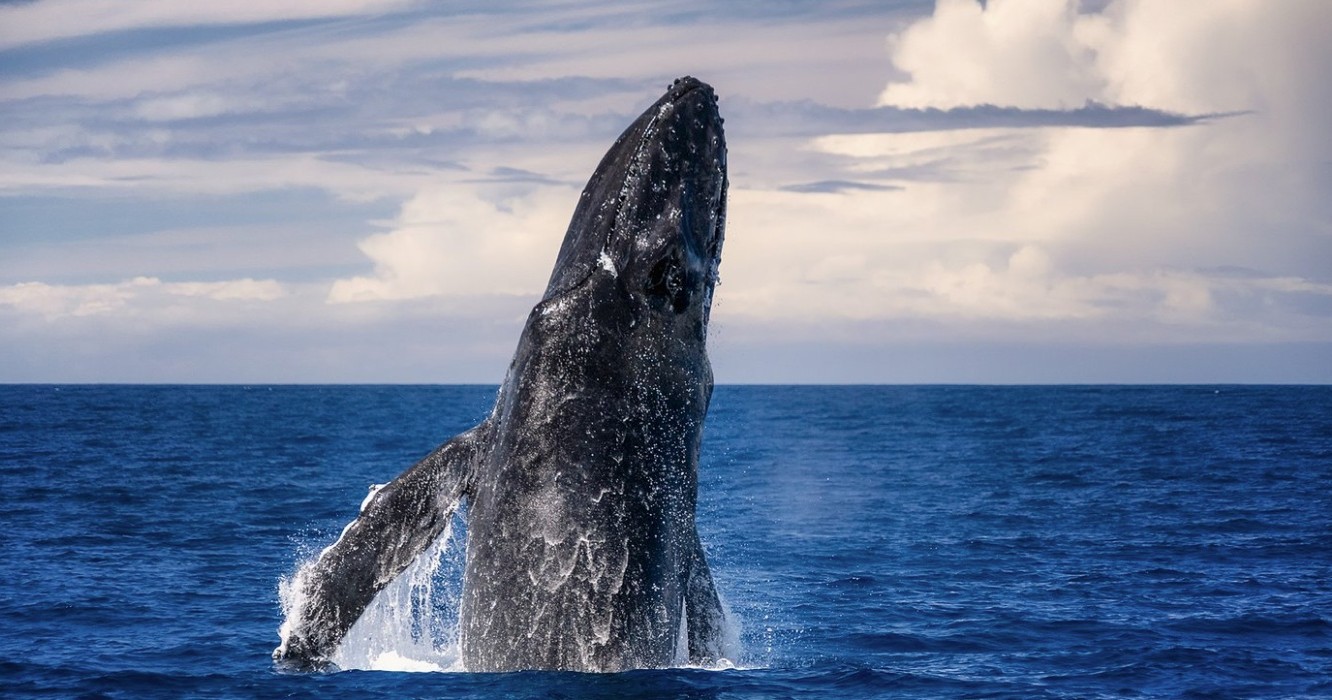 Whale Watching Big Island Hawaii | Call to Book +1 (808) 400-4481 -