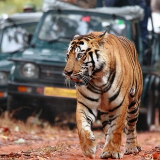 tourhub | UncleSam Holidays | Wildlife Photography Tour India 