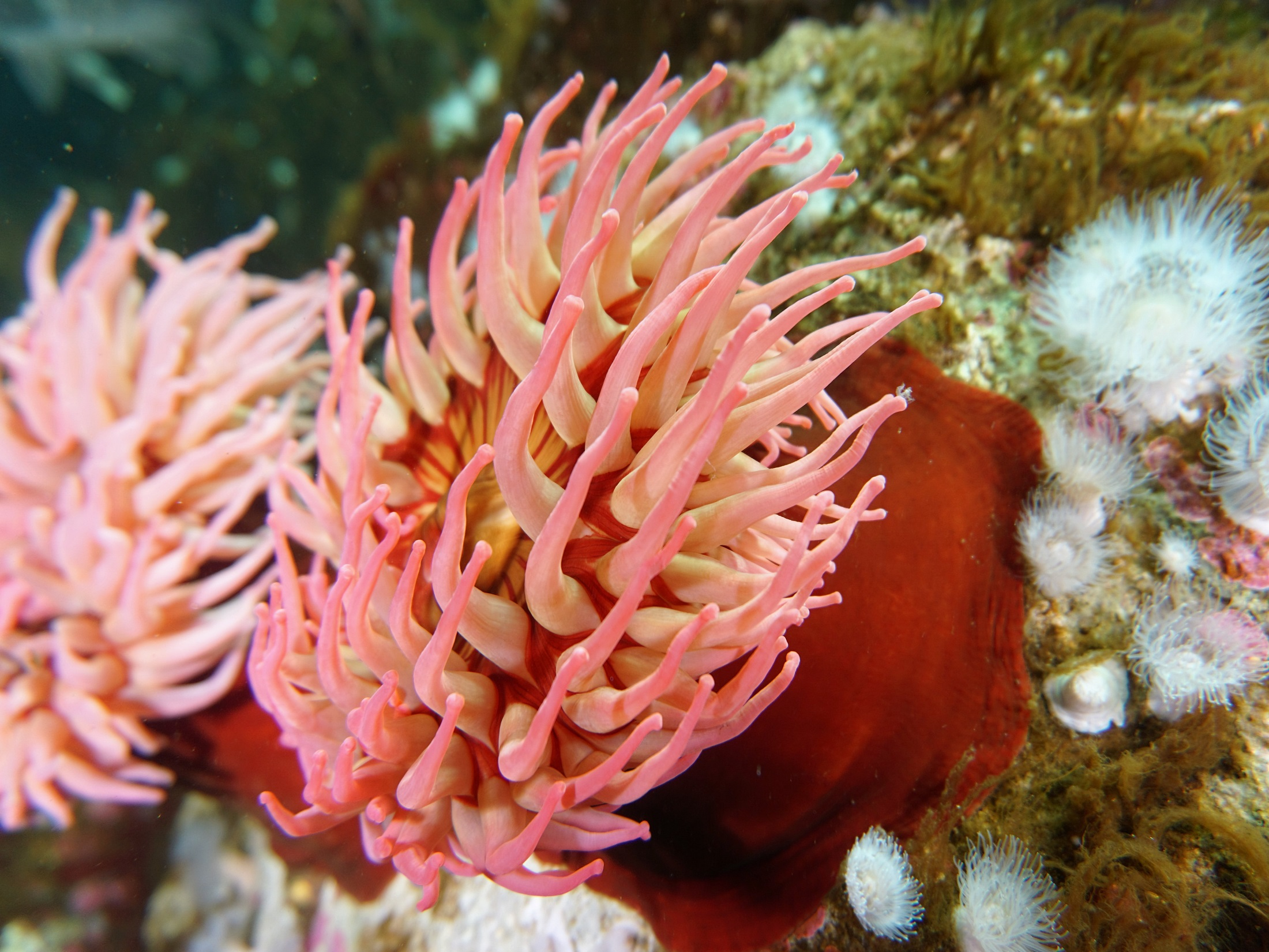 Класс коралловые полипы. Коралловые полипы (Anthozoa). Актинии морские анемоны. Коралл актиния. Анемон коралл.