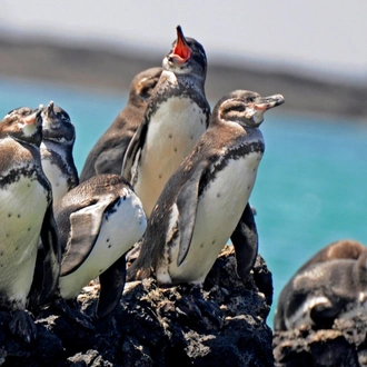 tourhub | Ecuador Galapagos Travels | 10 Days Galapagos Islands (Santa Cruz - Isabela) 