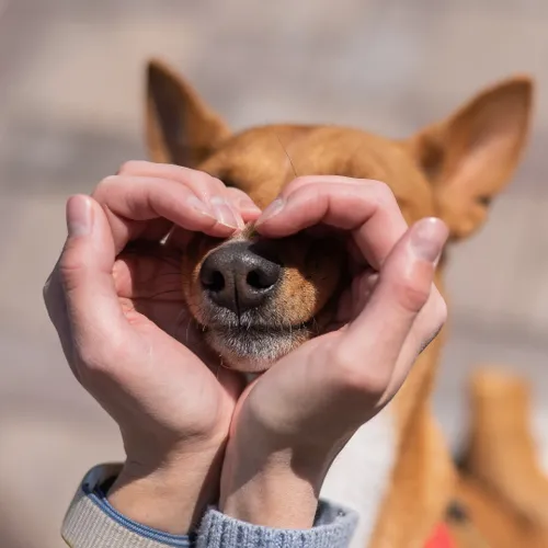 Animal Reiki