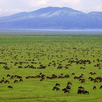 tourhub | Widerange African Safaris | 7 Days River crossing Serengeti migration Safari private Safari 