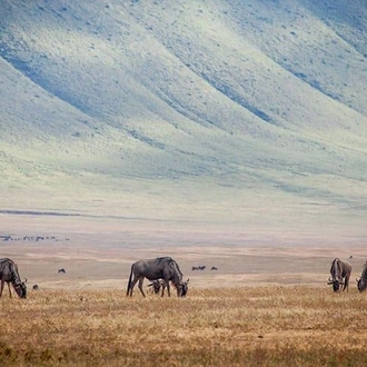 tourhub | Bamba Travel | Kenya & Tanzania 4WD Safari Adventure 10D/9N 