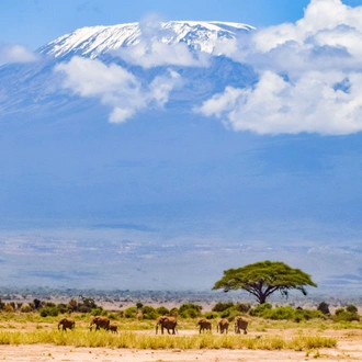 tourhub | Divulge Adventures | 3 Days 2 Nights Amboseli National Park 