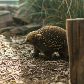 tourhub | Intrepid Travel | Tasmania Adventure 