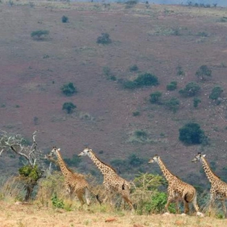 tourhub | 1000 Hills Safaris | 2-Day Akagera Day & Night Game Drive&Boat Ride Adventure 