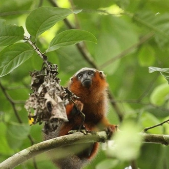 tourhub | Rebecca Adventure Travel | 4-Day Cuyabeno Amazon Adventure: Bird Watching, Wildlife, Hiking, Kayaking 